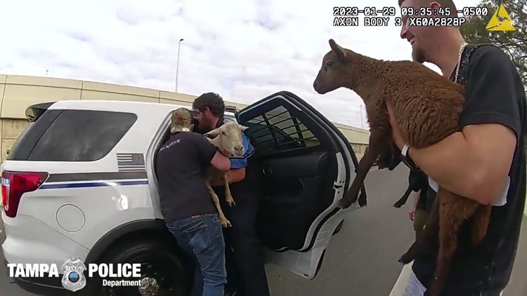 Oh sheep! Animals originally thought to be goats rescued from traffic on I-4