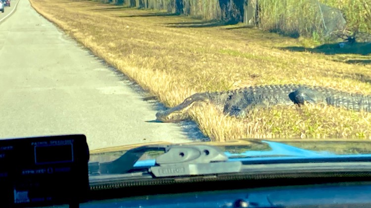 'Hello': 12-foot gator greets drivers in Alligator Alley