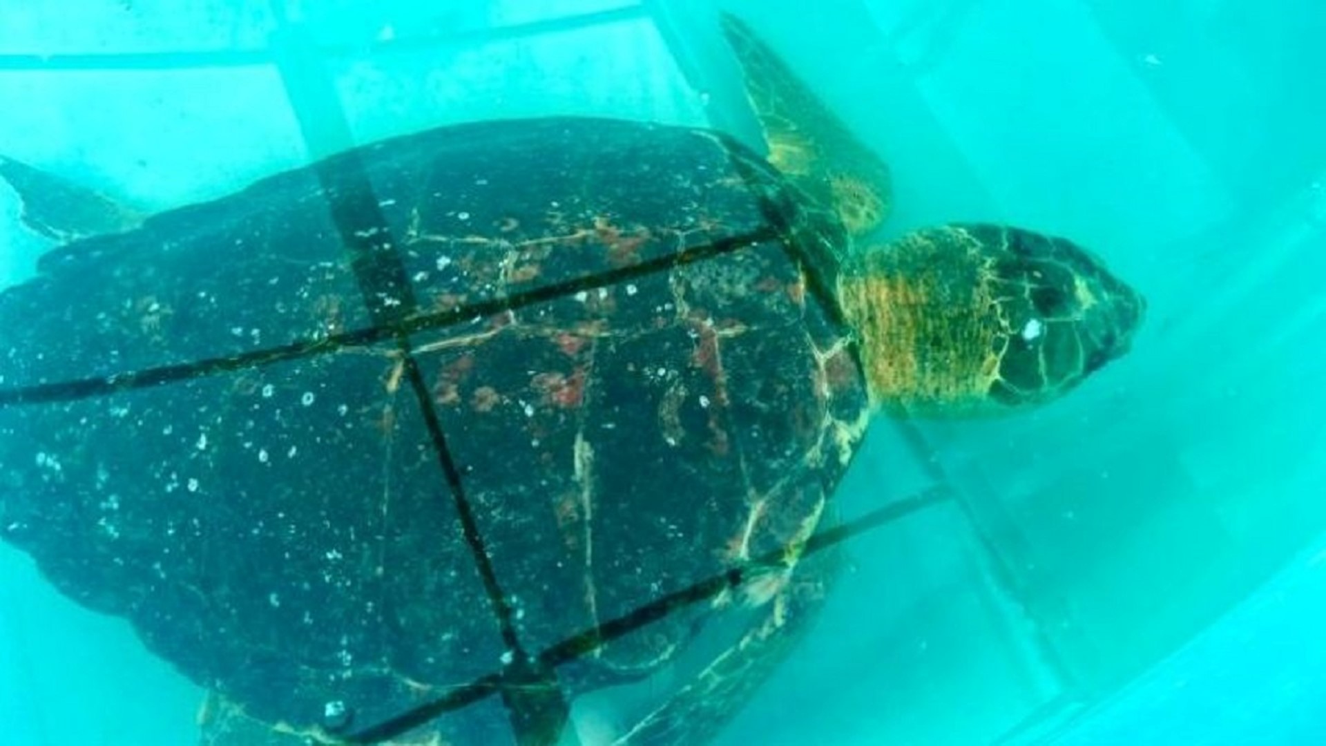 Mote Marine Laboratory releases sea turtle to Gulf of Mexico ...