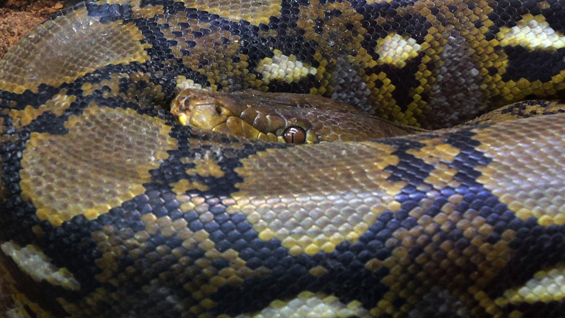 500 pounds of python caught mating in Florida marsh | firstcoastnews.com