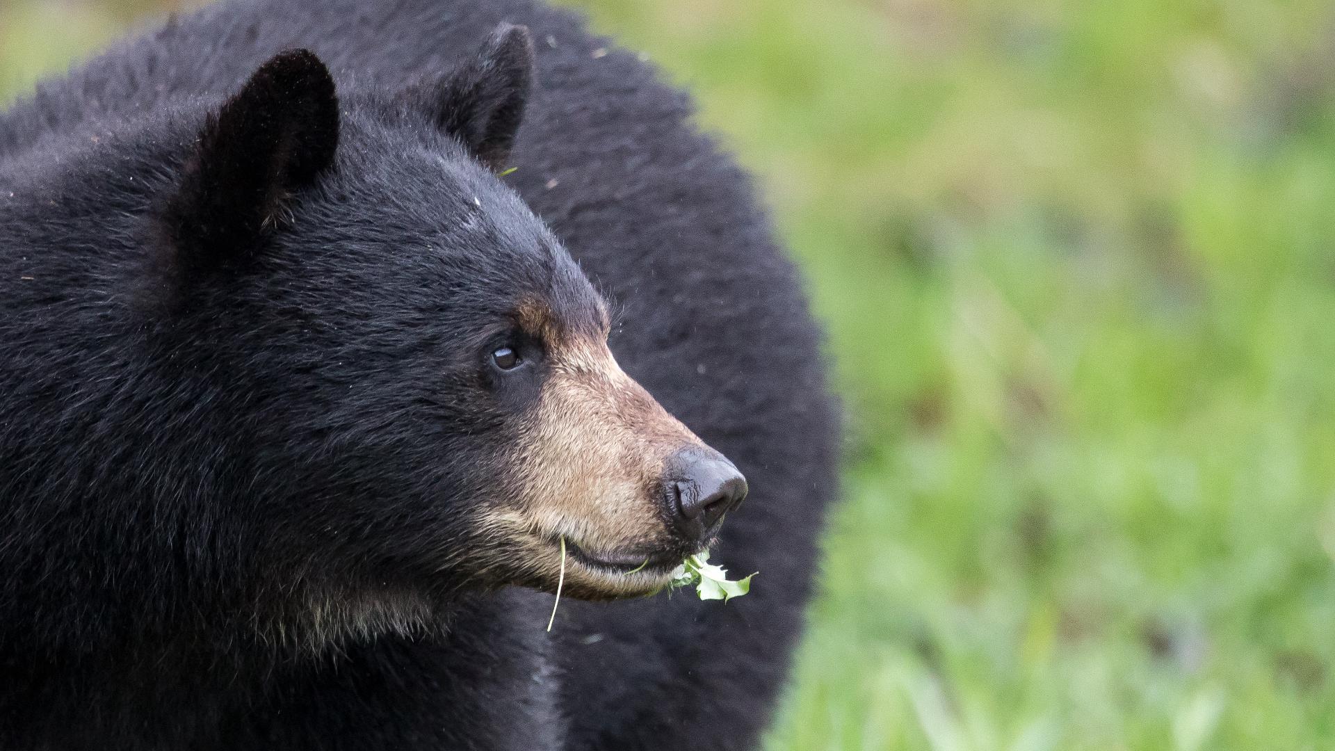 The group Bear Warriors United says the hunt will result in "the needless destruction of Florida black bears."