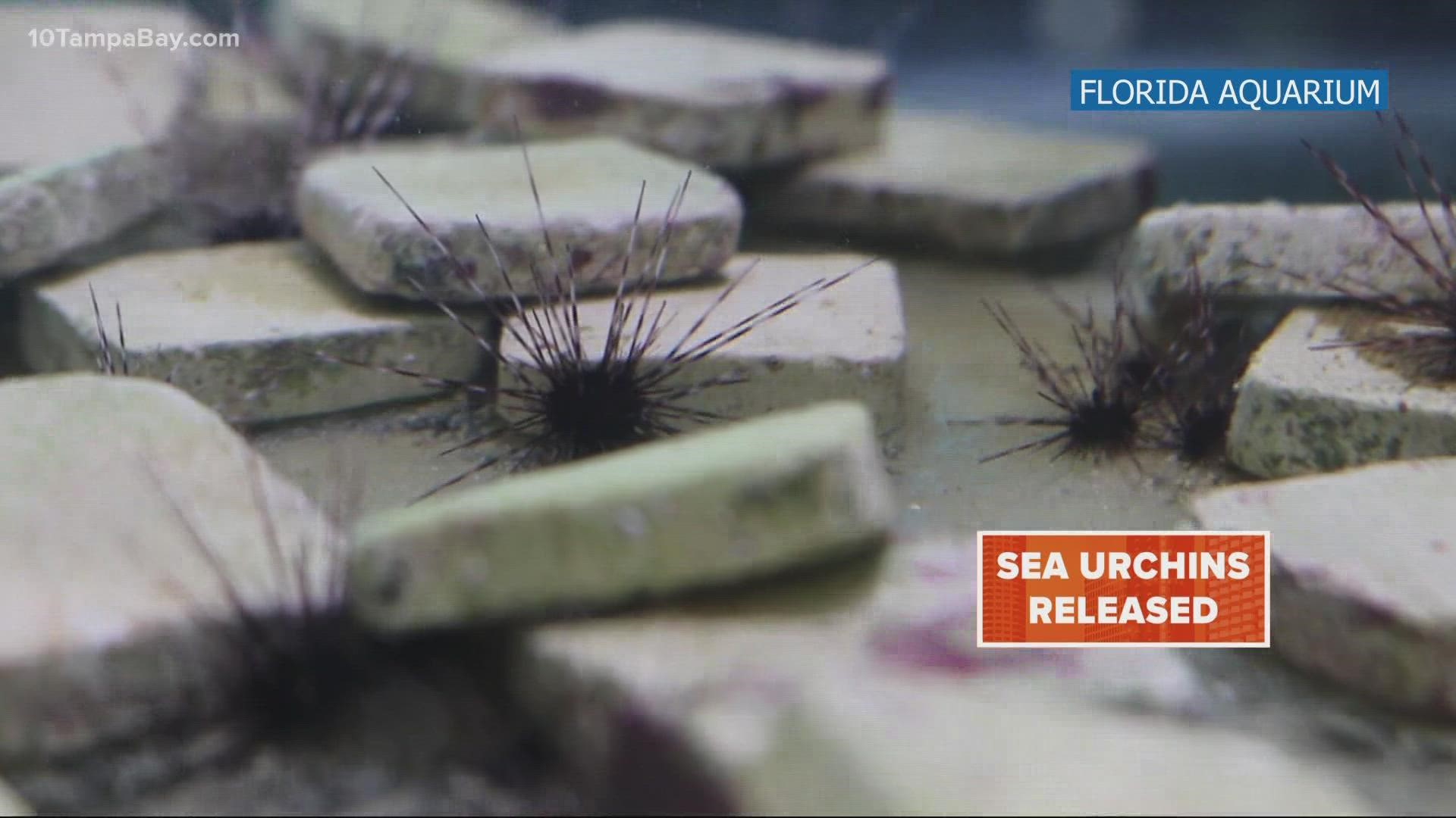 The aquarium says sea urchins play a vital role in keeping coral reefs alive.