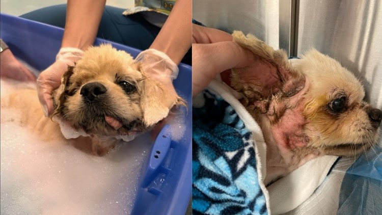 'He was left to die': Dog receiving treatment after being found cemented to sidewalk