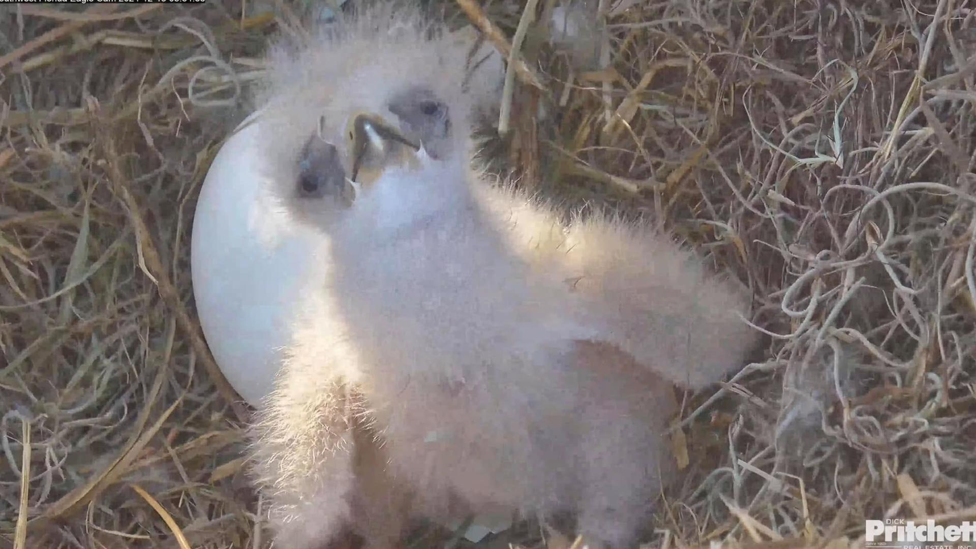 Watch as the second of two eagle eggs prepares to hatch live from the Southwest Florida Eagle Cam.