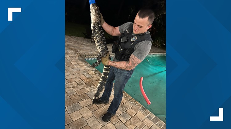 Officer wrangles pool-invader alligator