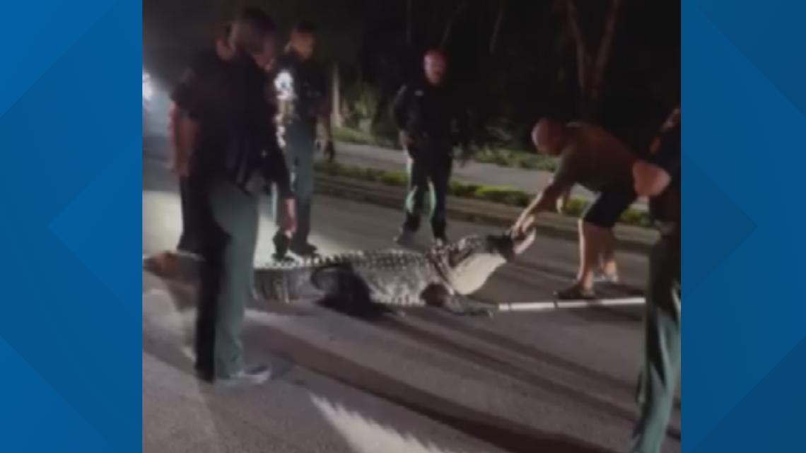VIDEO: Florida deputies wrangle 14-foot, 600-pound alligator