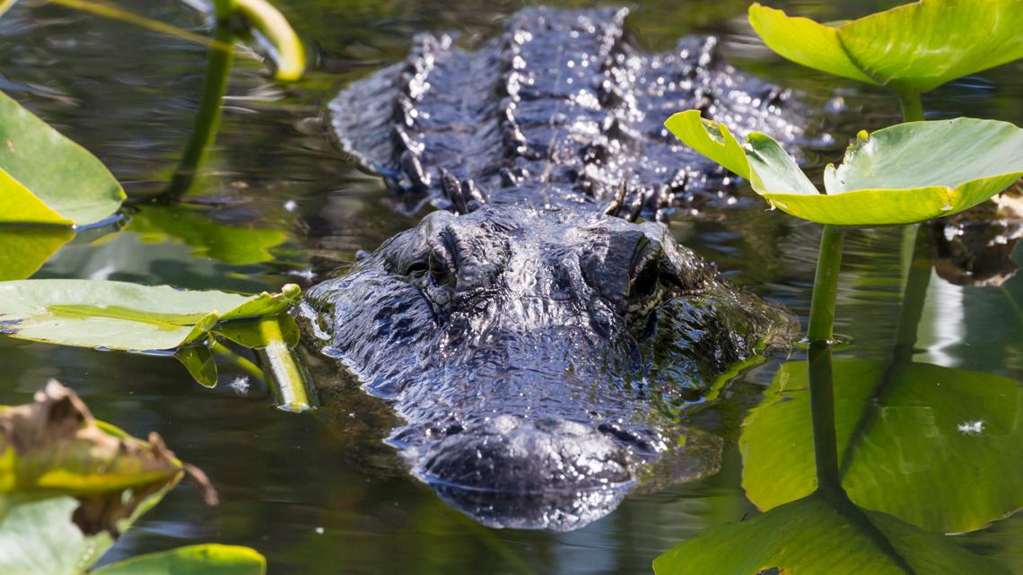 FWC investigating viral video of influencer shooting at alligator in ...