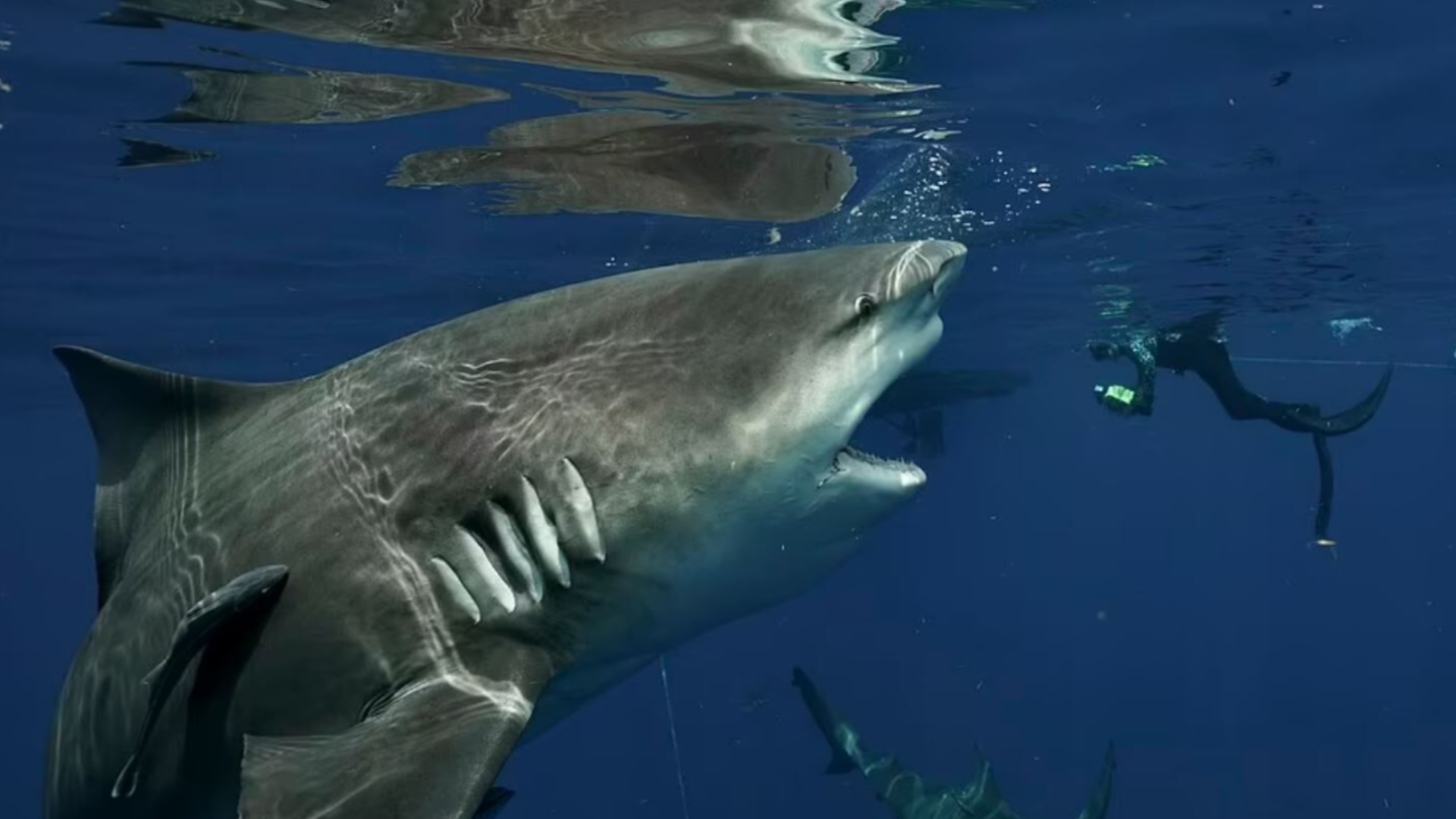 Diver takes up close photos of bull shark off coast of Jupiter FL