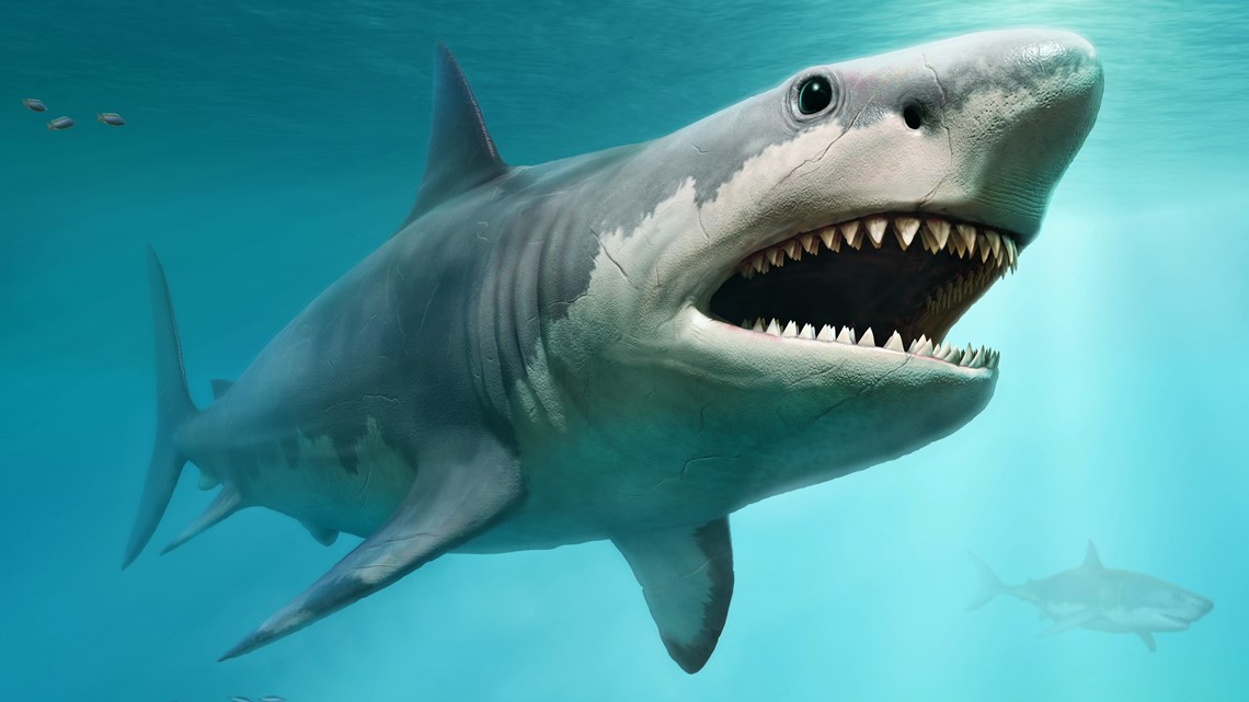 Why did the megalodon really disappear? | firstcoastnews.com - Vimarsana News