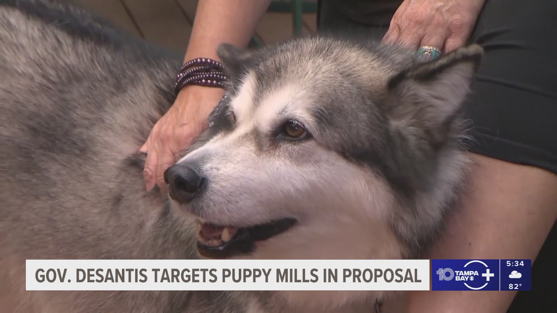 The proposal would license breeders, set a statewide abuse hotline, require pet stores to have space for shelter pet adoption and more penalties for animal abuse.