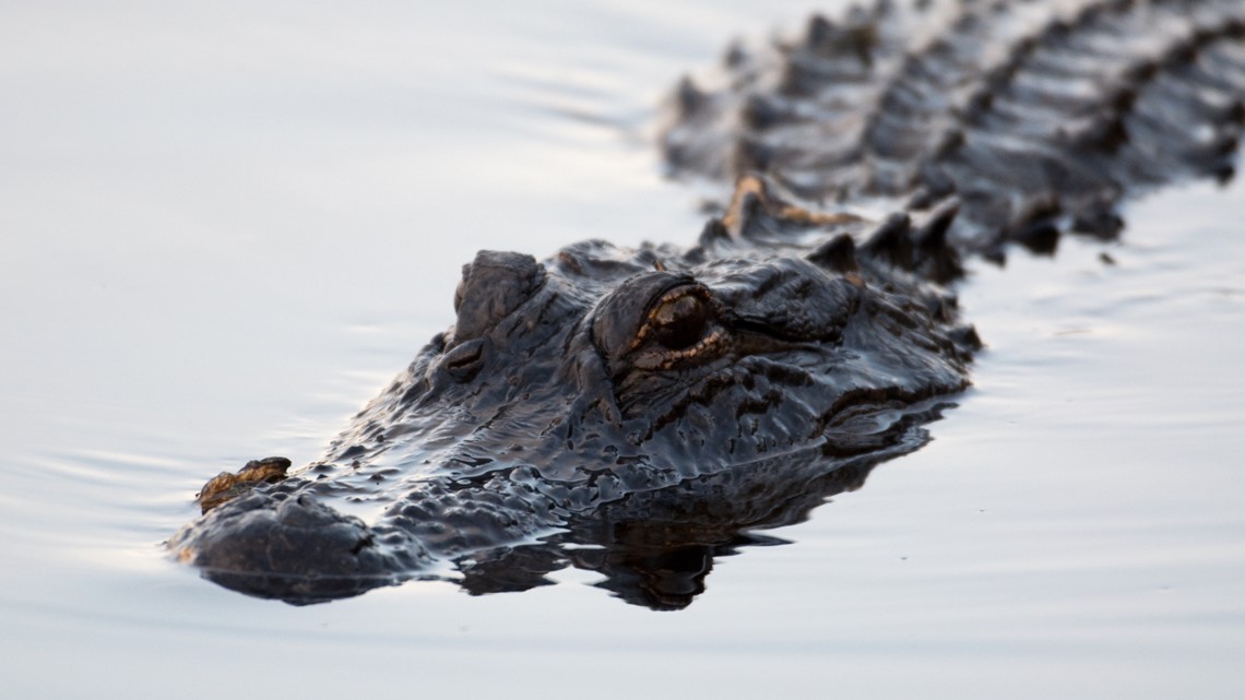 Florida woman killed after encounter with alligator: FWC - Vimarsana News