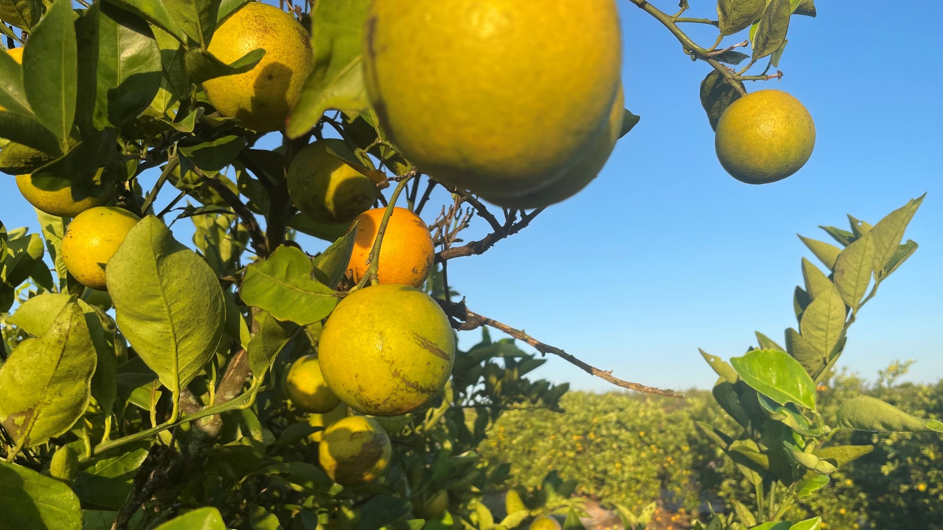 According to the report, Florida's citrus industry is entering the 2025-2026 growing season with a 24% decline in acres used for orange, grapefruit & other fruits.