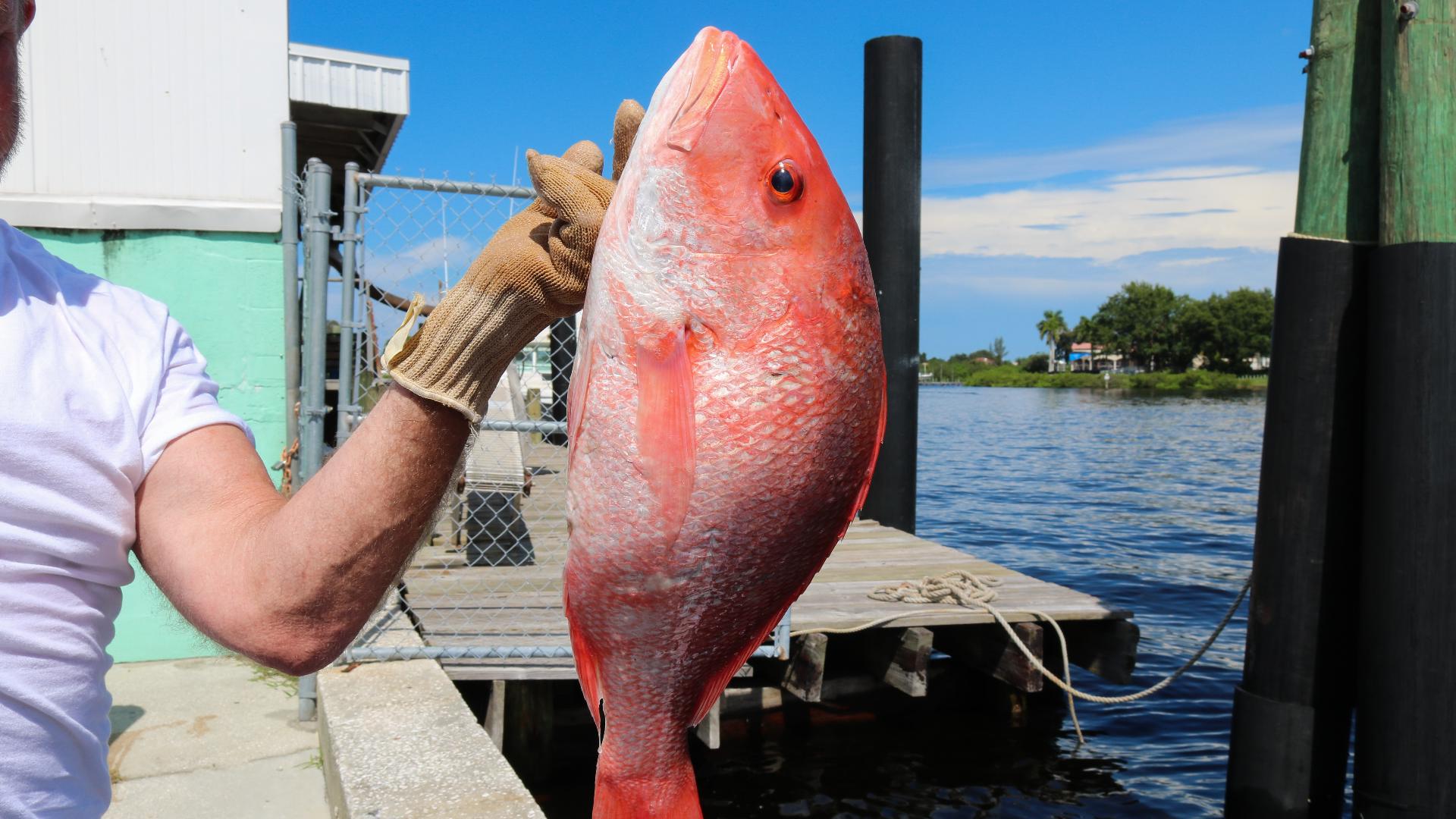 Red snapper season halted in Florida after federal court issues ...