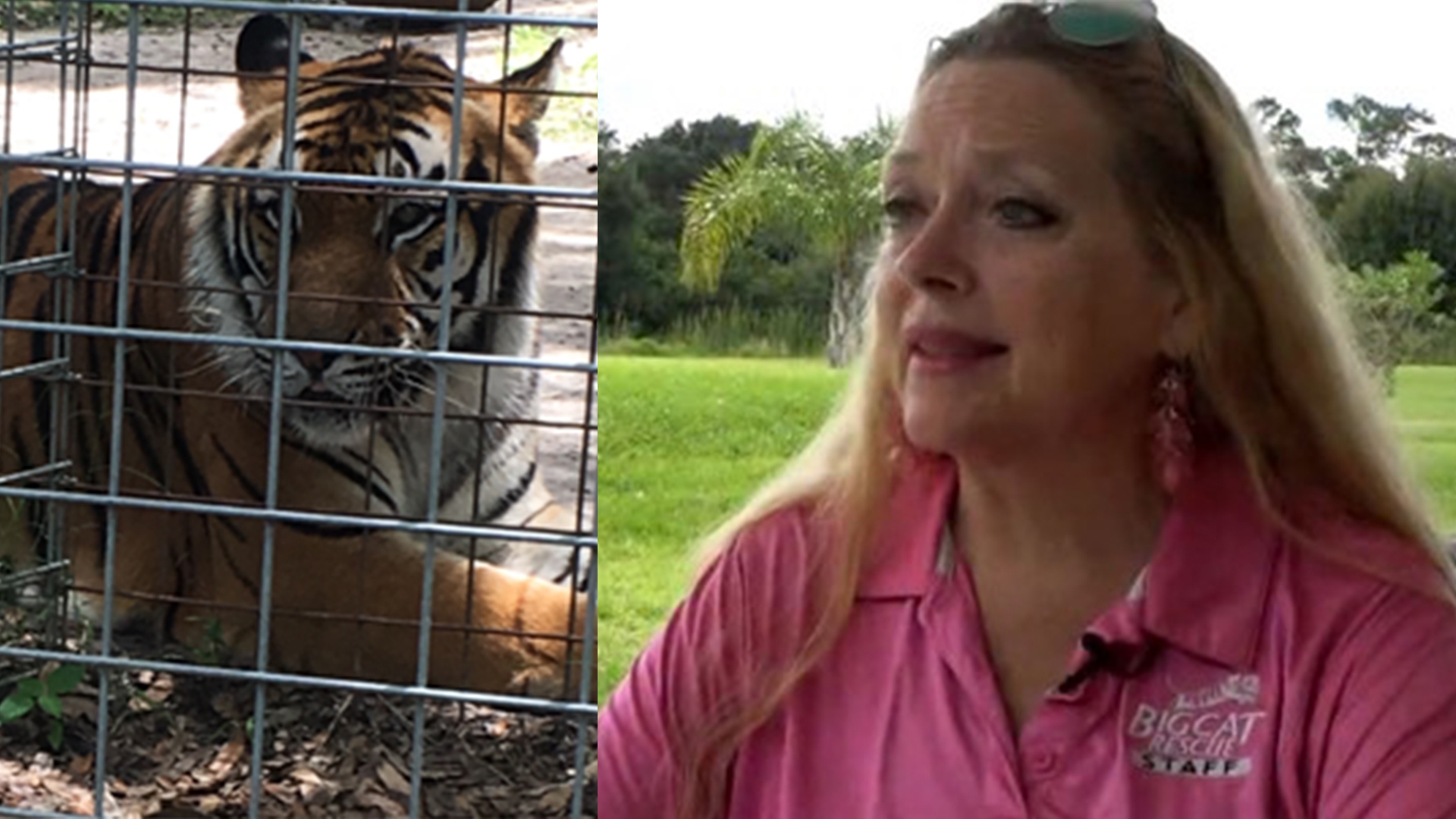 Big Cat Rescue from 'Tiger King' to become townhomes, apartments ...