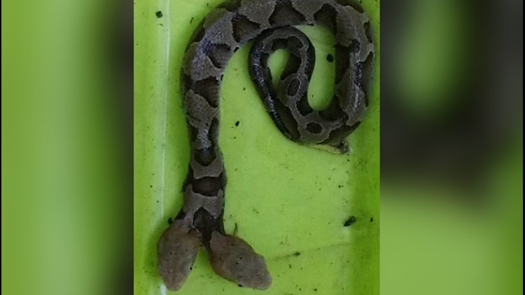 Holy snakes! 'Rare' two-headed copperhead captured in Virginia backyard