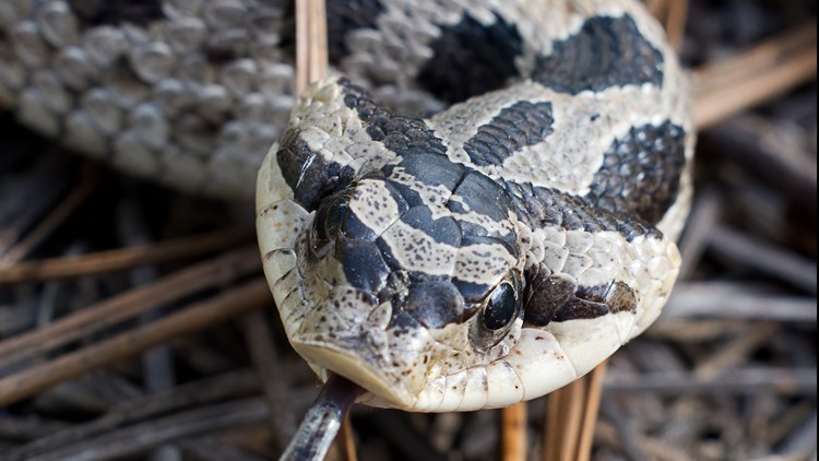 Lawsuit aims to have southern hognose snake of Georgia, other states declared endangered