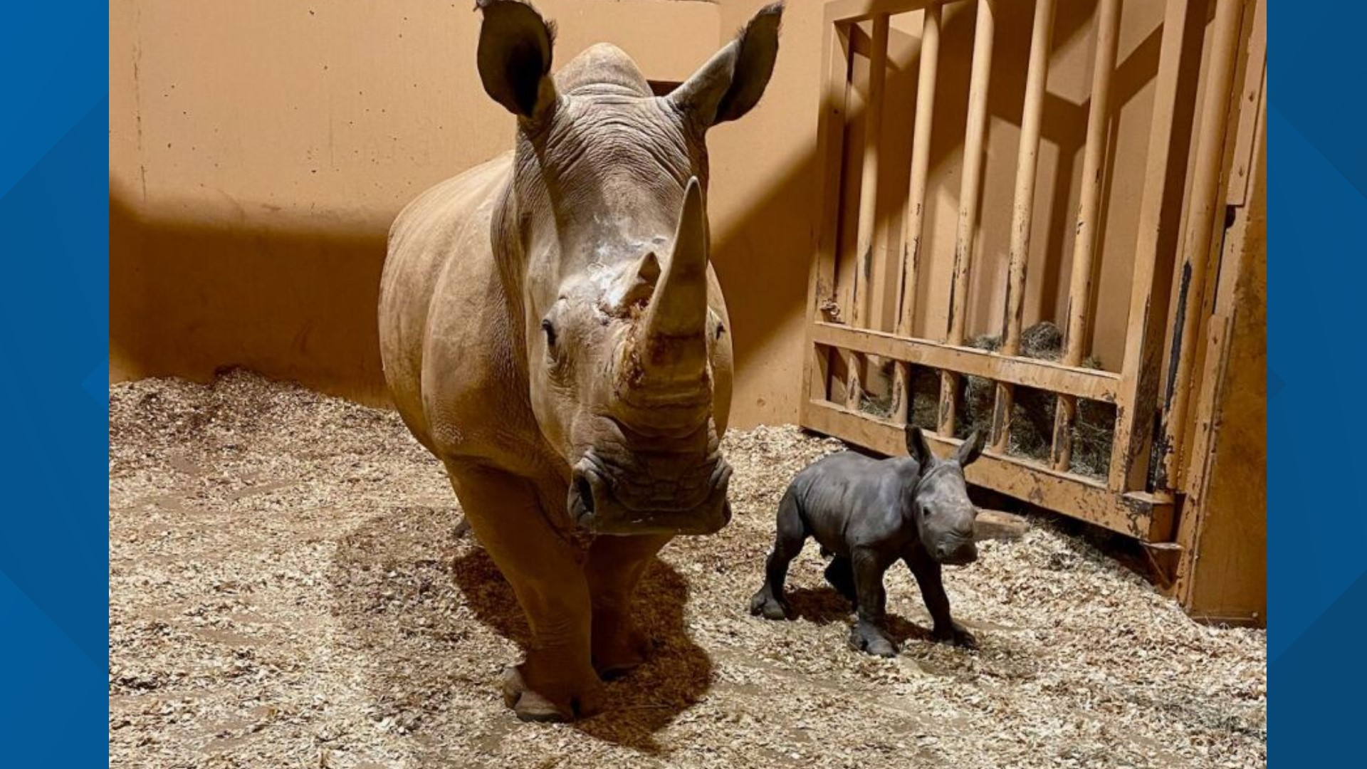 The newborn calf will spend time with it's 22-year-old mother, Kiazi, before entering into the zoo's rhino habitat.