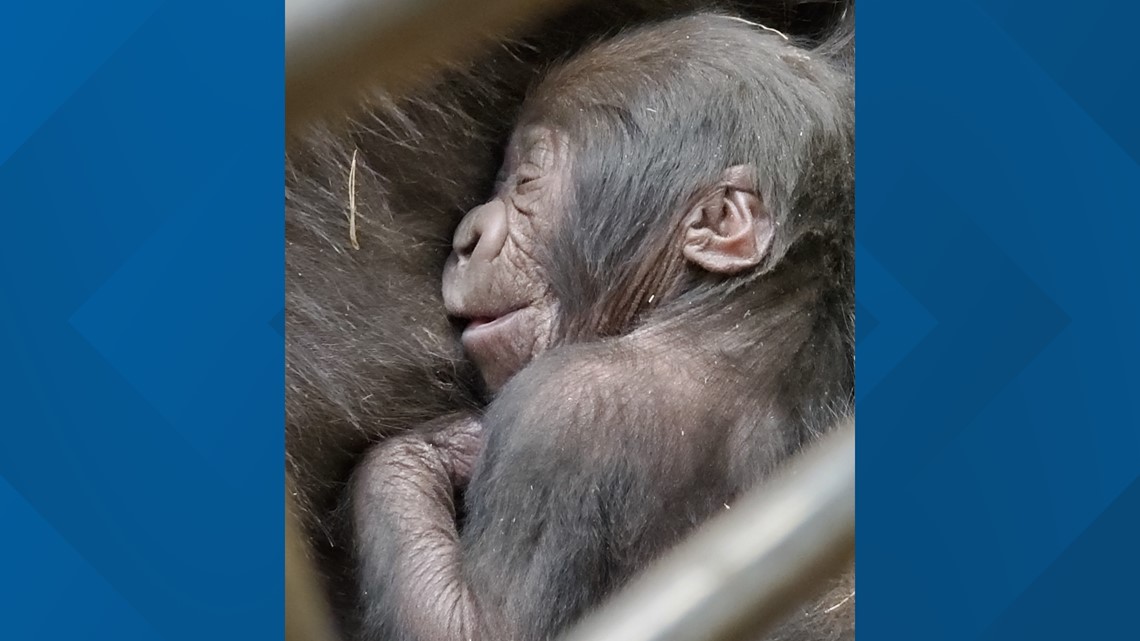 Baby Gorilla Named Willie B III | Zoo Atlanta | Firstcoastnews.com