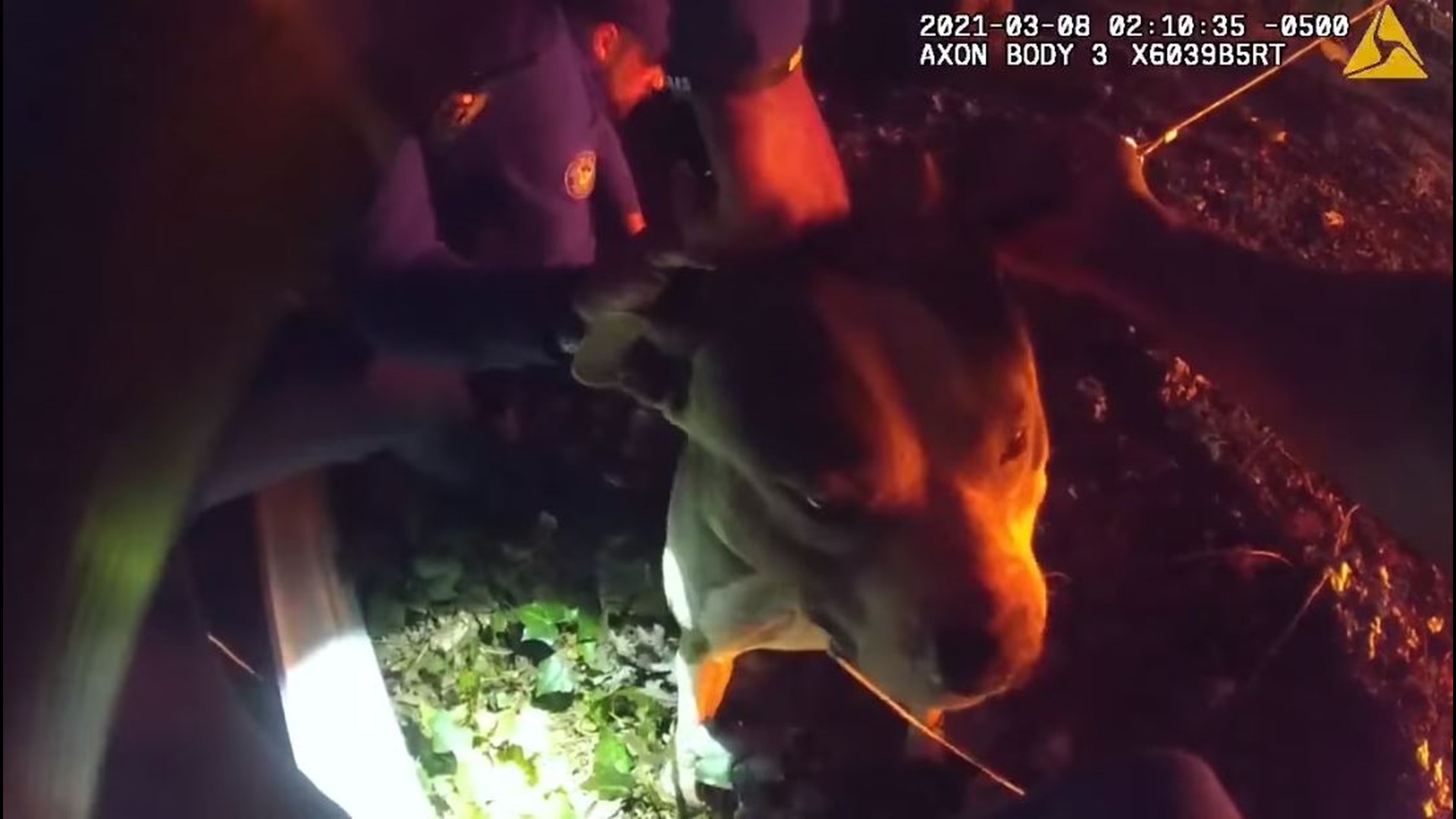 Officers were made aware of a dog tethered to a tree near the vehicle, which was fully engulfed, according to APD. Body cam footage shows the rescue in action.