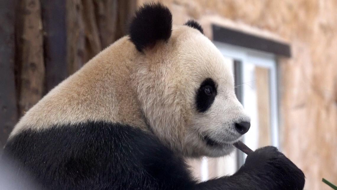 Atlanta only place in US with pandas | firstcoastnews.com - Vimarsana News