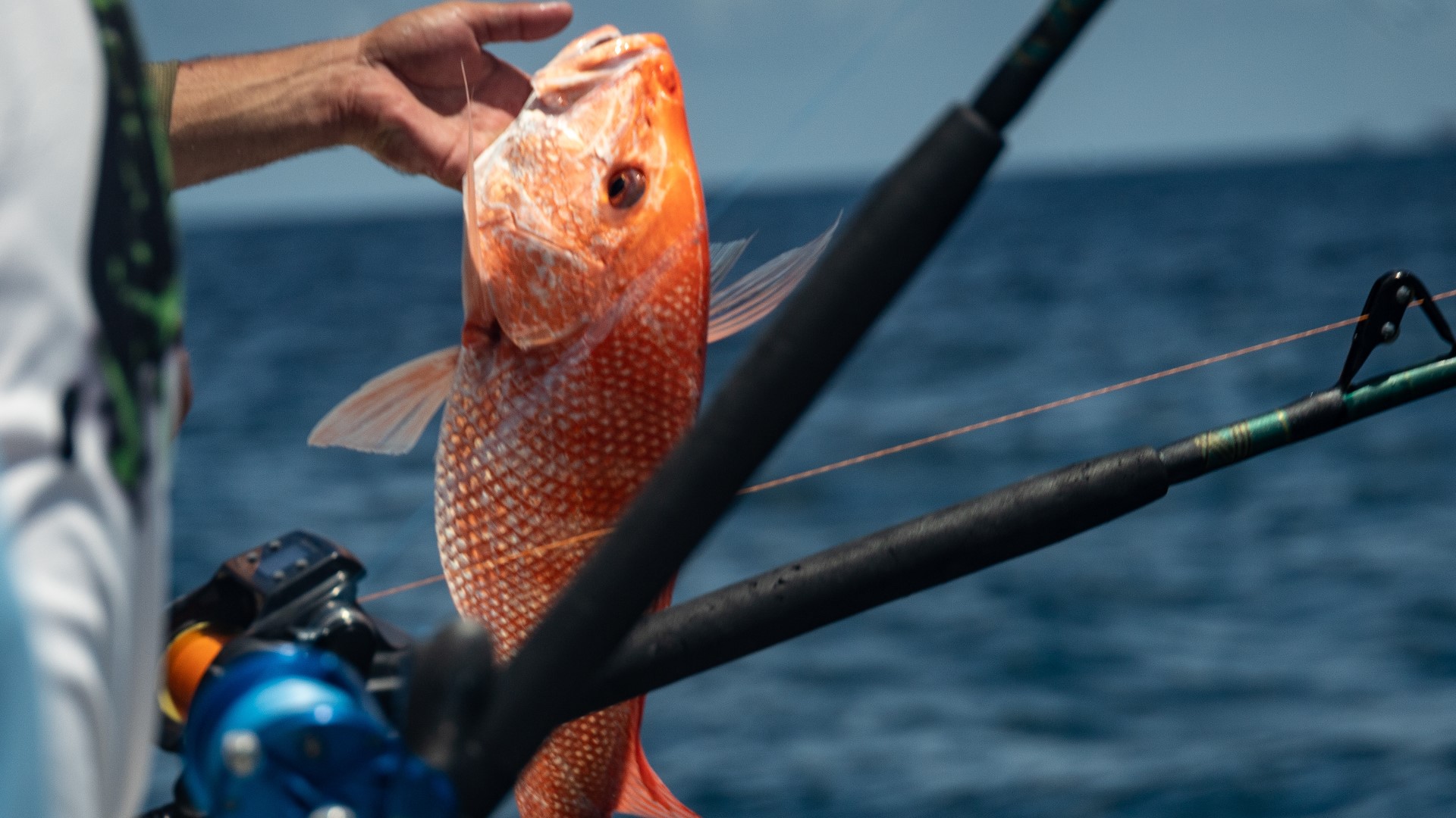 The effort could potentially pave the way for more days for anglers to fish red snapper in the Atlantic. 