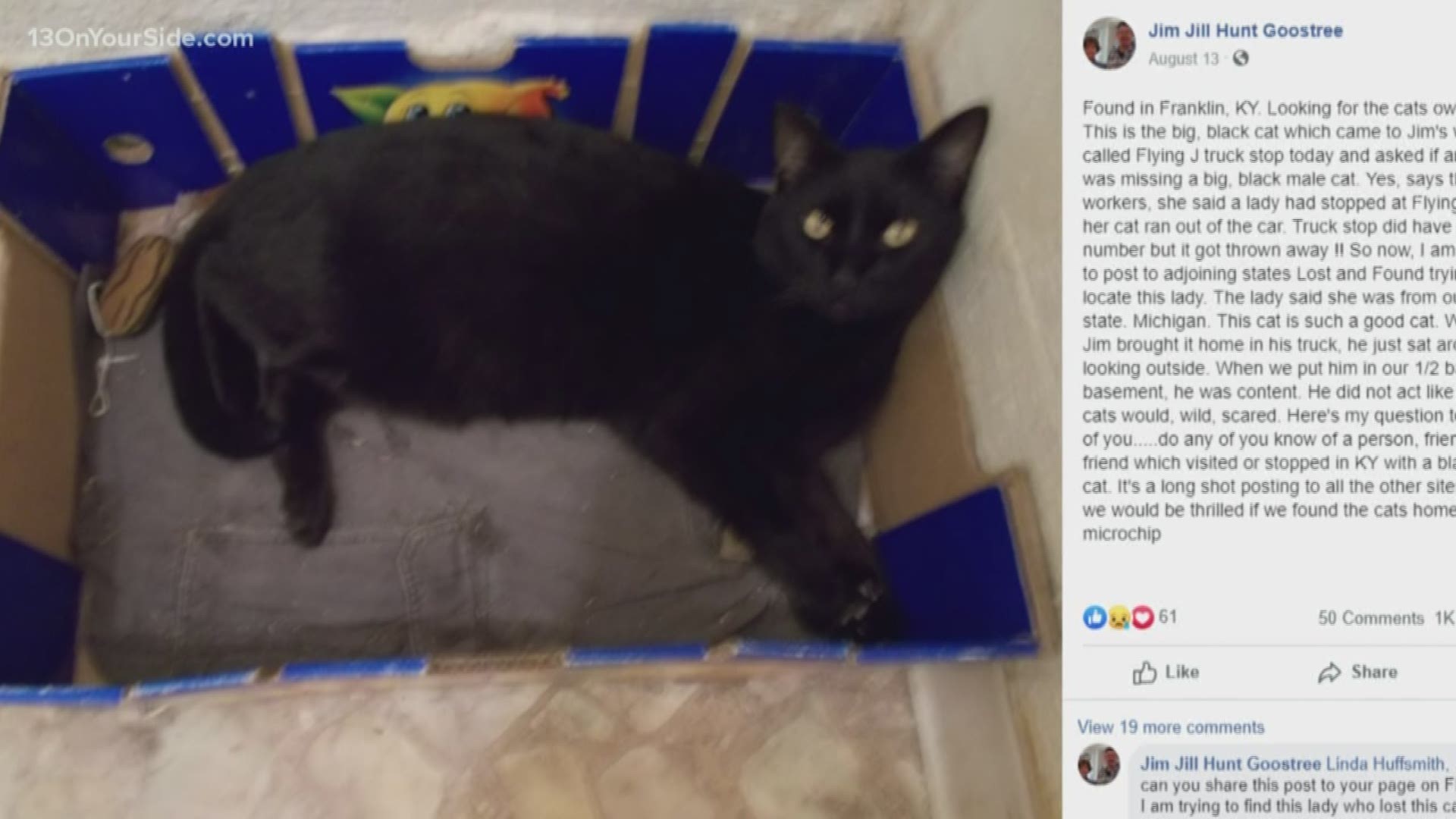 Missing cat found in Kentucky could belong to Michigan ...