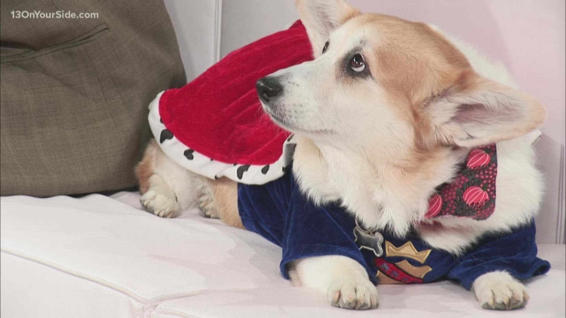 Corgis Will Take Over Riverside Park At The End Of The Month Firstcoastnews Com