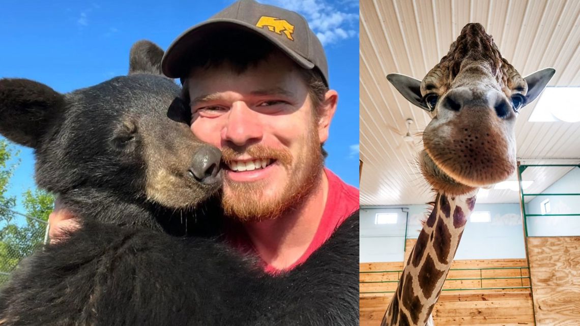 Giraffe injures Michigan animal park worker | firstcoastnews.com - Vimarsana News
